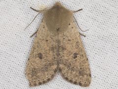 Orthosia pacifica