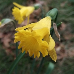Narcissus minor asturiensis