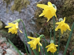 Narcissus minor asturiensis