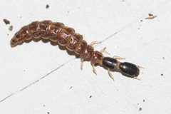 Xanthostigma xanthostigma