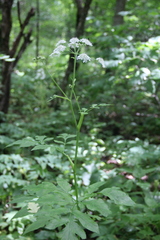 Heracleum chorodanum