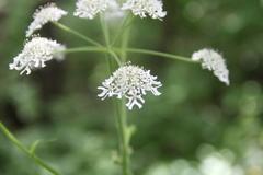 Heracleum chorodanum