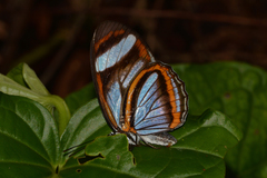 Vila azeca