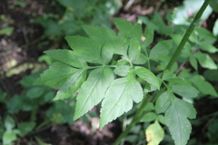 Heracleum chorodanum