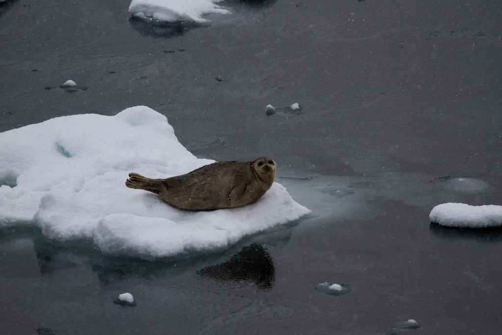 Ringed seal resting on a small ice floe among drifting ice in Svalbard