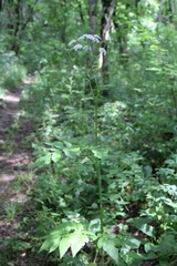 Heracleum chorodanum