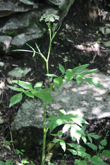 Heracleum chorodanum
