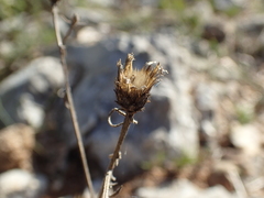 Centaurea paniculata