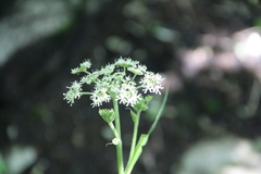 Heracleum chorodanum