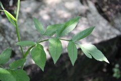Heracleum chorodanum