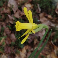 Narcissus minor asturiensis