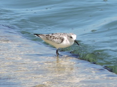 Calidris alba