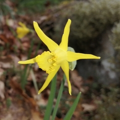 Narcissus minor asturiensis