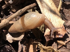 Euglandina rosea