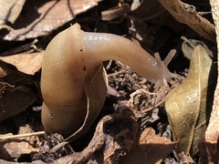 Euglandina rosea