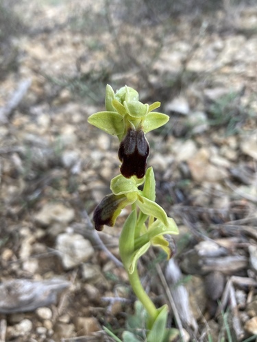 Sombre Bee-orchid