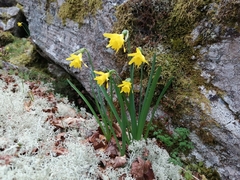 Narcissus minor asturiensis