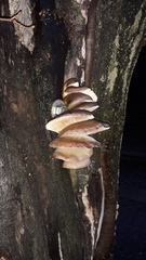 Pleurotus ostreatus