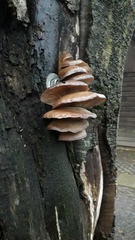 Pleurotus ostreatus