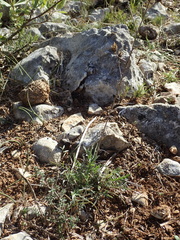 Centaurea paniculata
