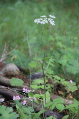 Heracleum chorodanum
