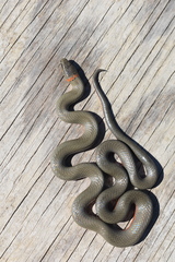 Diadophis punctatus vandenburgii