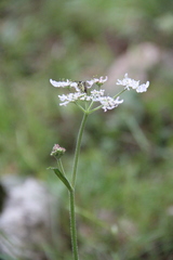 Heracleum chorodanum