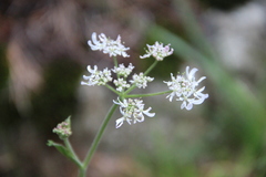 Heracleum chorodanum