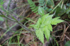Heracleum chorodanum