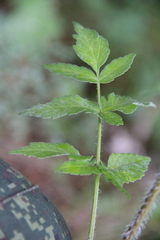Heracleum chorodanum