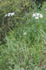 Heracleum chorodanum