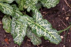 Arum italicum italicum