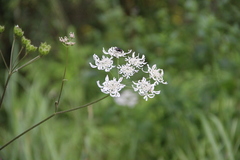 Heracleum chorodanum