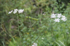 Heracleum chorodanum
