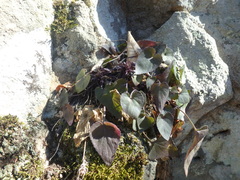 Viola alba dehnhardtii
