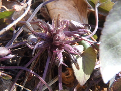 Viola alba dehnhardtii