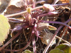 Viola alba dehnhardtii