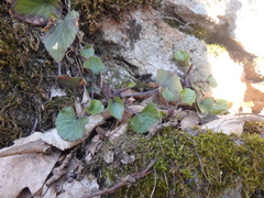 Viola alba dehnhardtii