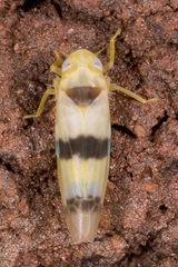 Empoa gillettei