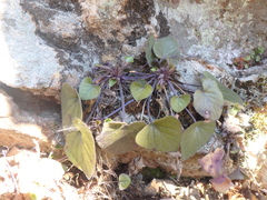 Viola alba dehnhardtii
