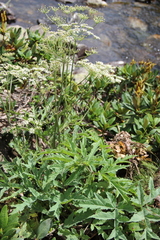 Heracleum freynianum