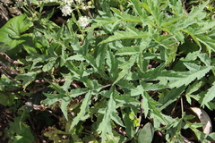 Heracleum freynianum