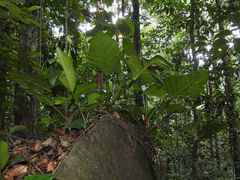 Philodendron fragrantissimum