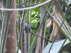 Cantorchilus nigricapillus