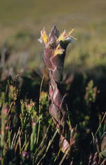 Mimetes palustris