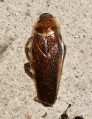 Pseudomops septentrionalis