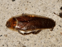 Pseudomops septentrionalis
