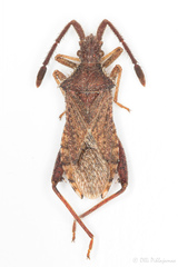 Coriomeris denticulatus