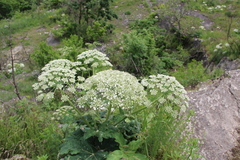 Heracleum leskovii