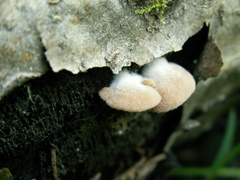 Crepidotus caspari